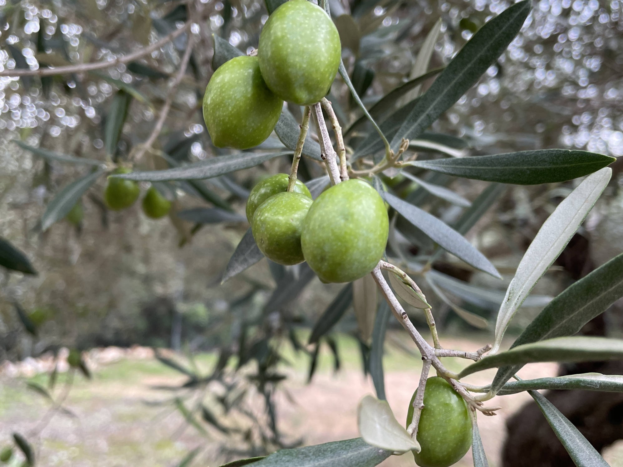Olives sur un olivier